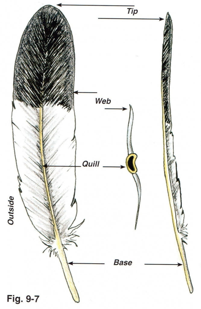 4 - Preparación de plumas